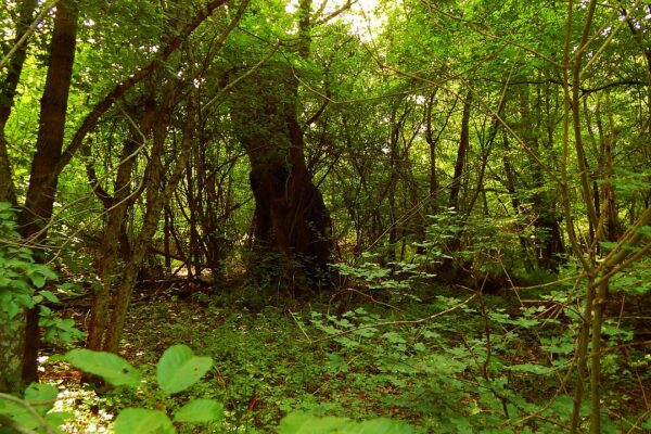 Вековно дърво край Фазаново